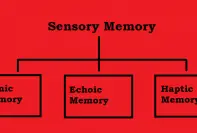 Types of Memory - Psychestudy