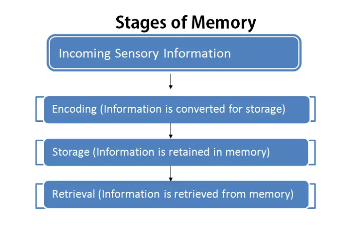 Stages Of Memory Psychestudy